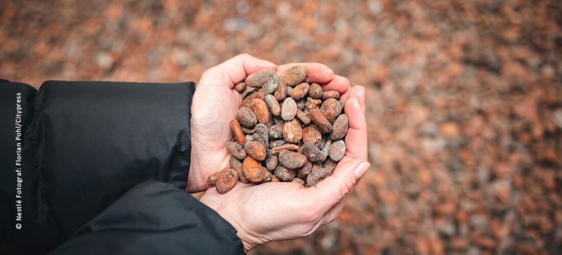 Nachhaltiger Kakao –<br/>vom Ursprung bis in den Supermarkt