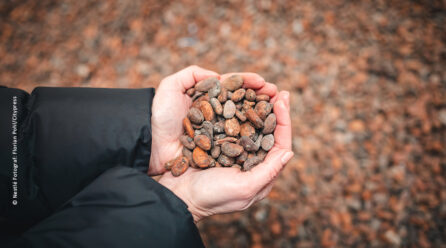 Nachhaltiger Kakao –<br/>vom Ursprung bis in den Supermarkt